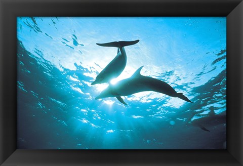 Framed Upward view of two silhouetted dolphins on surface of sea Print
