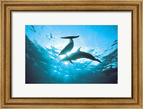 Framed Upward view of two silhouetted dolphins on surface of sea Print