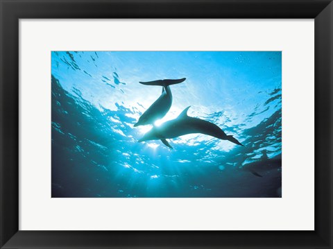 Framed Upward view of two silhouetted dolphins on surface of sea Print