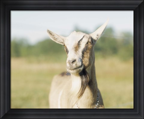 Framed Close-up of a goat, goat cheese farm, Vancouver, Washington Print