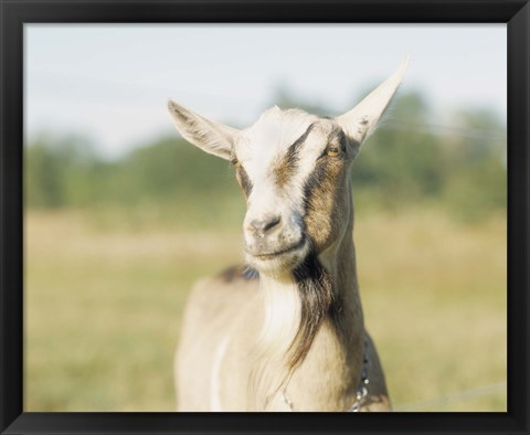 Framed Close-up of a goat, goat cheese farm, Vancouver, Washington Print