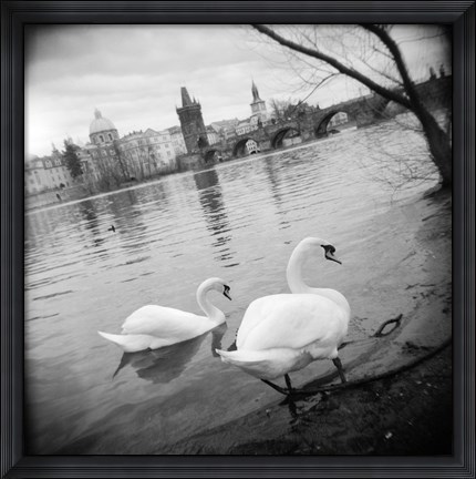 Framed Two swans in a river, Vltava River, Prague, Czech Republic Print