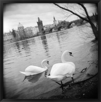 Framed Two swans in a river, Vltava River, Prague, Czech Republic Print