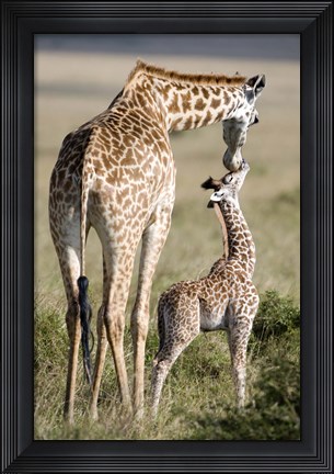 Framed Masai giraffe (Giraffa camelopardalis tippelskirchi) with its calf, Masai Mara National Reserve, Kenya Print