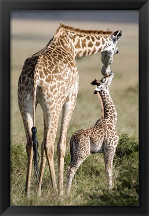 Framed Masai giraffe (Giraffa camelopardalis tippelskirchi) with its calf, Masai Mara National Reserve, Kenya Print