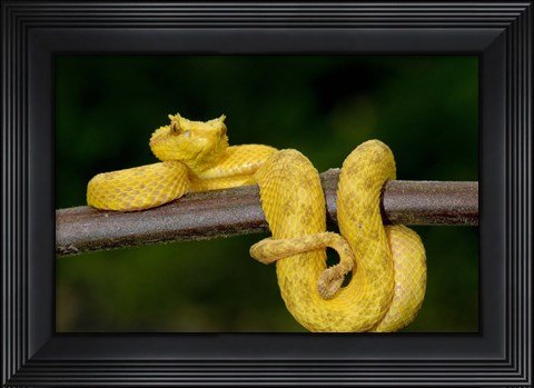 Framed Close-up of an Eyelash viper (Bothriechis schlegelii), Arenal Volcano, Costa Rica Print