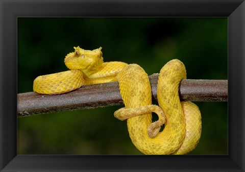 Framed Close-up of an Eyelash viper (Bothriechis schlegelii), Arenal Volcano, Costa Rica Print