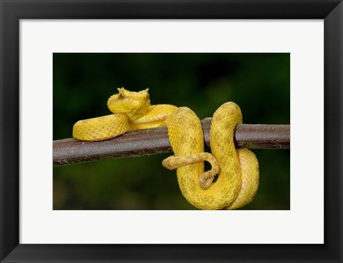 Framed Close-up of an Eyelash viper (Bothriechis schlegelii), Arenal Volcano, Costa Rica Print