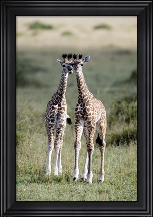 Framed Masai giraffes (Giraffa camelopardalis tippelskirchi) in a forest, Masai Mara National Reserve, Kenya Print