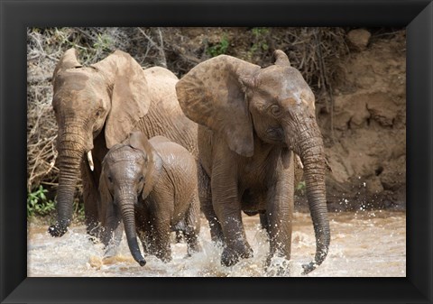Framed African elephants (Loxodonta africana) playing with water, Samburu National Park, Rift Valley Province, Kenya Print