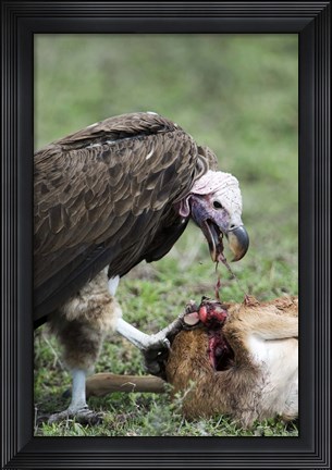 Framed Lappet-Faced vulture (Torgos tracheliotus) eating a wildebeest calf, Masai Mara National Reserve, Kenya Print