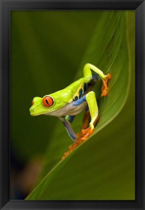 Framed Close-up of a Red-Eyed Tree frog (Agalychnis callidryas) sitting on a leaf, Costa Rica Print