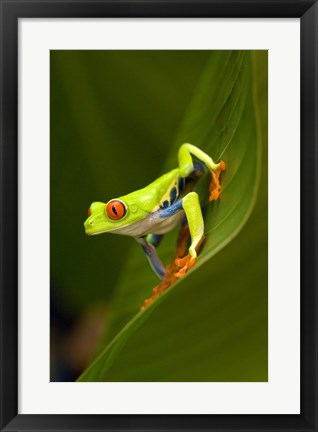 Framed Close-up of a Red-Eyed Tree frog (Agalychnis callidryas) sitting on a leaf, Costa Rica Print