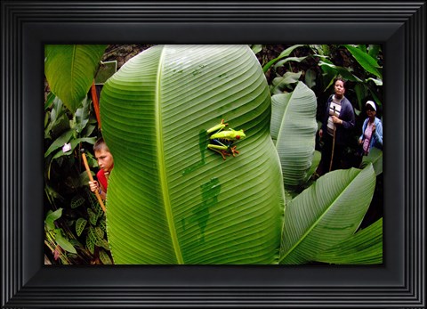 Framed Close-up of a Red-Eyed Tree frog (Agalychnis callidryas) sitting on a banana leaf, Costa Rica Print