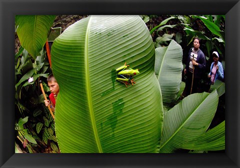 Framed Close-up of a Red-Eyed Tree frog (Agalychnis callidryas) sitting on a banana leaf, Costa Rica Print