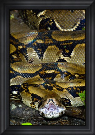 Framed Close-up of a Boa Constrictor, Arenal Volcano, Costa Rica Print