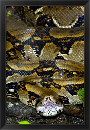 Framed Close-up of a Boa Constrictor, Arenal Volcano, Costa Rica Print