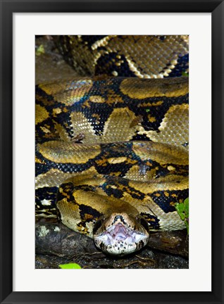 Framed Close-up of a Boa Constrictor, Arenal Volcano, Costa Rica Print