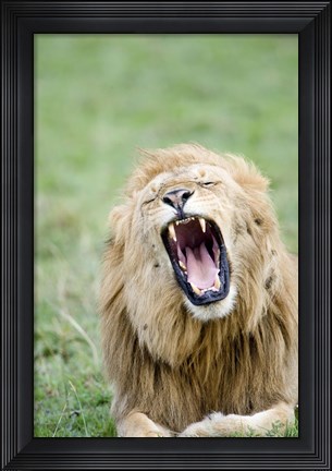 Framed Lion (Panthera leo) Yawning, Masai Mara National Reserve, Kenya Print