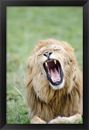 Framed Lion (Panthera leo) Yawning, Masai Mara National Reserve, Kenya Print