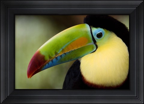 Framed Close-up of Keel-Billed toucan (Ramphastos sulfuratus), Costa Rica Print