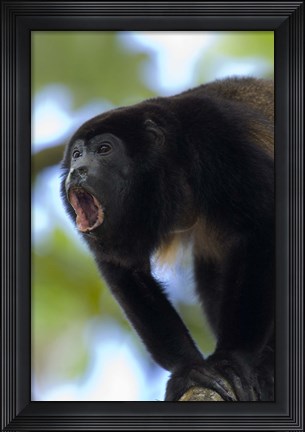 Framed Close-up of a Black Howler Monkey (Alouatta caraya), Costa Rica Print