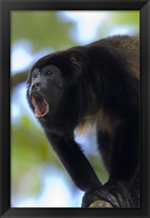 Framed Close-up of a Black Howler Monkey (Alouatta caraya), Costa Rica Print