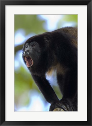 Framed Close-up of a Black Howler Monkey (Alouatta caraya), Costa Rica Print