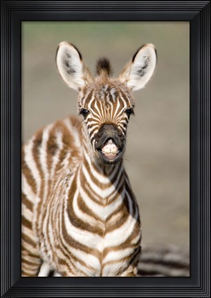 Framed Close-up of a Burchell&#39;s zebra foal (Equus burchelli), Ngorongoro Crater, Ngorongoro, Tanzania Print
