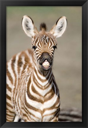 Framed Close-up of a Burchell&#39;s zebra foal (Equus burchelli), Ngorongoro Crater, Ngorongoro, Tanzania Print