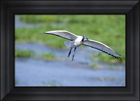 Framed Sacred ibis (Threskiornis aethiopicus) in flight, Ngorongoro Crater, Ngorongoro, Tanzania Print