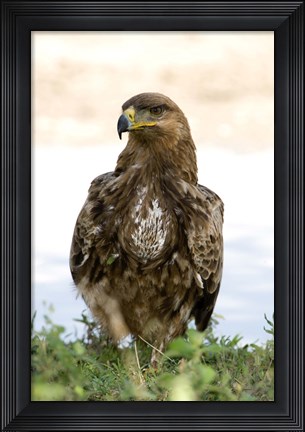 Framed Close-up of a Tawny Eagle (Aquila rapax), Ndutu, Ngorongoro, Tanzania Print