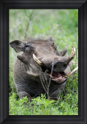 Framed Warthog (Phacochoerus aethiopicus) in a field, Ngorongoro Crater, Ngorongoro, Tanzania Print