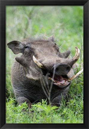 Framed Warthog (Phacochoerus aethiopicus) in a field, Ngorongoro Crater, Ngorongoro, Tanzania Print