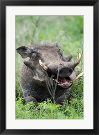 Framed Warthog (Phacochoerus aethiopicus) in a field, Ngorongoro Crater, Ngorongoro, Tanzania Print