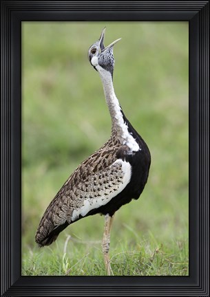 Framed Black-Bellied bustard (Lissotis Melanogaster) calling in a field, Ngorongoro Crater, Ngorongoro, Tanzania Print