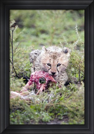 Framed Cheetah cub (Acinonyx jubatus) eating a dead animal, Ndutu, Ngorongoro, Tanzania Print