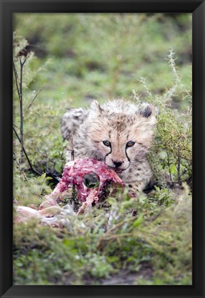 Framed Cheetah cub (Acinonyx jubatus) eating a dead animal, Ndutu, Ngorongoro, Tanzania Print