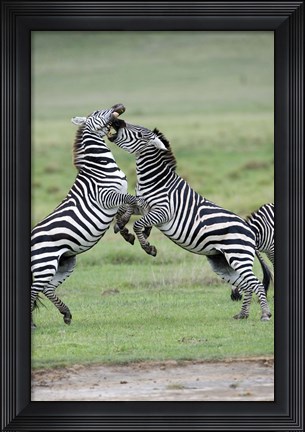 Framed Burchell&#39;s zebras (Equus burchelli) fighting in a field, Ngorongoro Crater, Ngorongoro, Tanzania Print