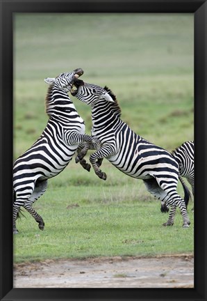 Framed Burchell&#39;s zebras (Equus burchelli) fighting in a field, Ngorongoro Crater, Ngorongoro, Tanzania Print