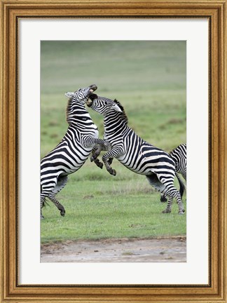 Framed Burchell&#39;s zebras (Equus burchelli) fighting in a field, Ngorongoro Crater, Ngorongoro, Tanzania Print