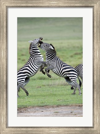 Framed Burchell&#39;s zebras (Equus burchelli) fighting in a field, Ngorongoro Crater, Ngorongoro, Tanzania Print
