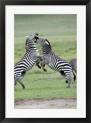 Framed Burchell&#39;s zebras (Equus burchelli) fighting in a field, Ngorongoro Crater, Ngorongoro, Tanzania Print