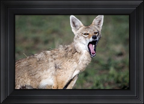 Framed Close-up of a Golden Jackal (Canis aureus), Ndutu, Ngorongoro, Tanzania Print