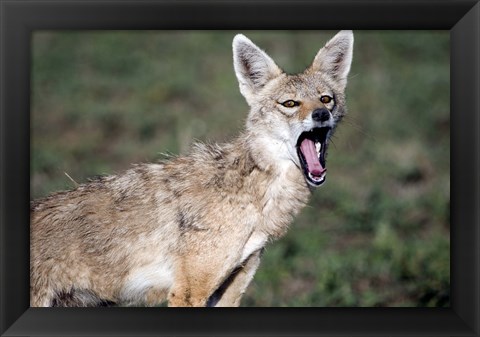 Framed Close-up of a Golden Jackal (Canis aureus), Ndutu, Ngorongoro, Tanzania Print