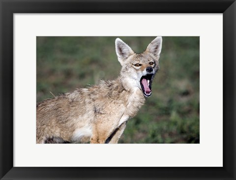 Framed Close-up of a Golden Jackal (Canis aureus), Ndutu, Ngorongoro, Tanzania Print