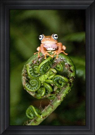 Framed Close-up of a Blue-Eyed Tree frog on a fern frond, Andasibe-Mantadia National Park, Madagascar Print