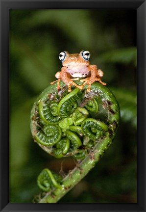 Framed Close-up of a Blue-Eyed Tree frog on a fern frond, Andasibe-Mantadia National Park, Madagascar Print