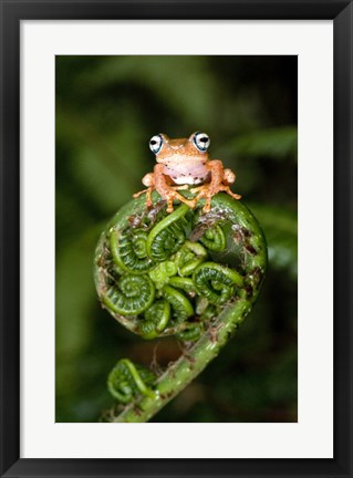 Framed Close-up of a Blue-Eyed Tree frog on a fern frond, Andasibe-Mantadia National Park, Madagascar Print