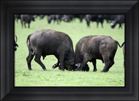 Framed Cape buffalo bulls (Syncerus caffer) sparring, Ngorongoro Crater, Ngorongoro, Tanzania Print